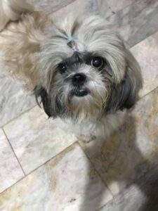 Shih tzu looking up with pretty eyes
